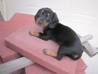 BLACK & TAN FEMALE, a female Miniature Dachshund for sale in Springfield, TN – 1 of 9