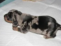 BLACK/SILVER GIRL  DAPPLE, a female Miniature Dachshund for sale in Springfield, TN – 4 of 7