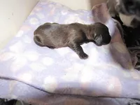 B & T  FEMALE, a female Miniature Dachshund for sale in Springfield, TN – 3 of 4