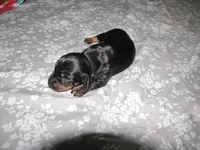 B & T  FEMALE, a female Miniature Dachshund for sale in Springfield, TN – 2 of 4
