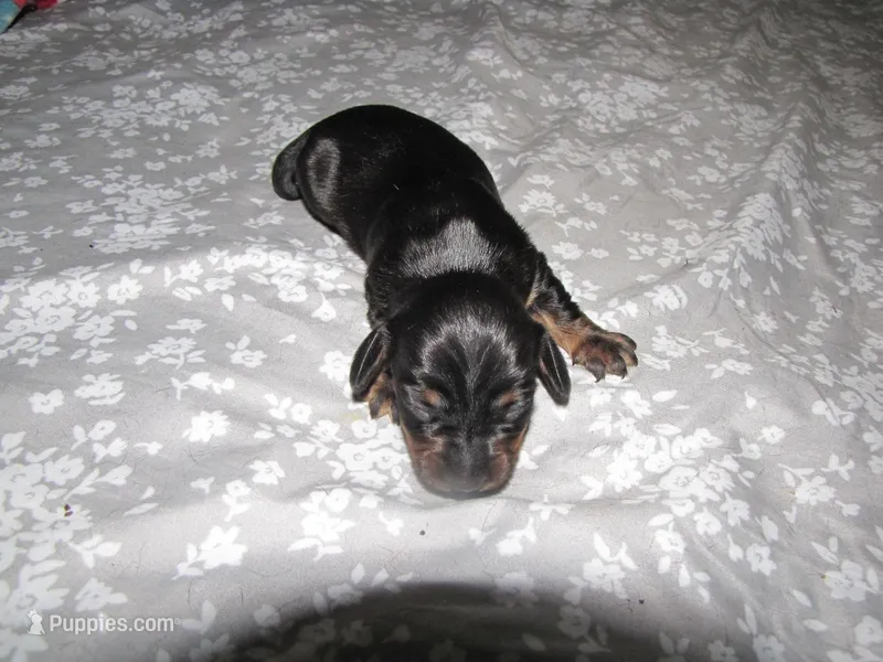 B & T  FEMALE – Miniature Dachshund puppy on hold in Springfield, TN