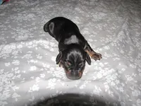 B & T  FEMALE, a female Miniature Dachshund for sale in Springfield, TN – 1 of 4