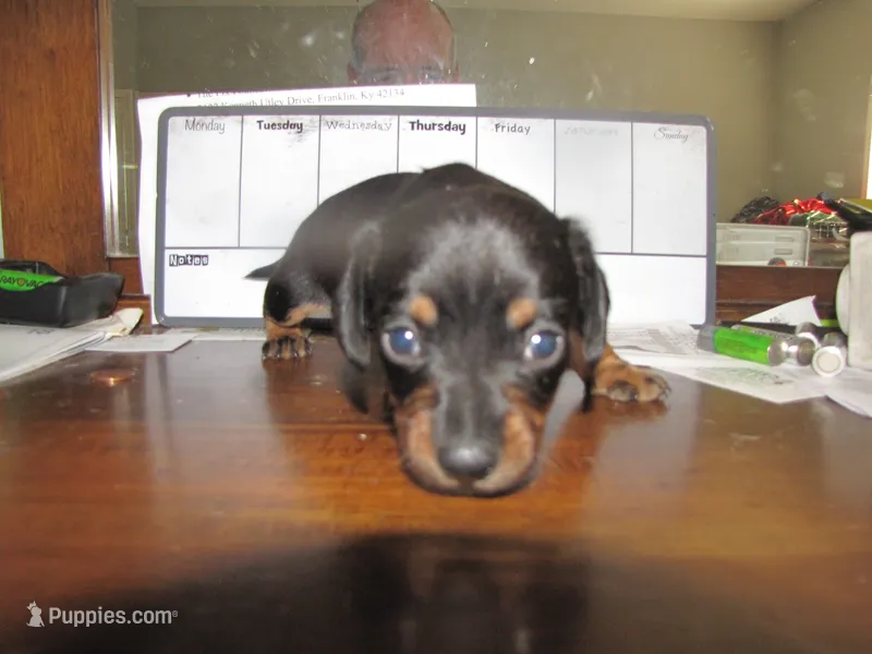 B & T FEMALE – Miniature Dachshund puppy for sale in Springfield, TN