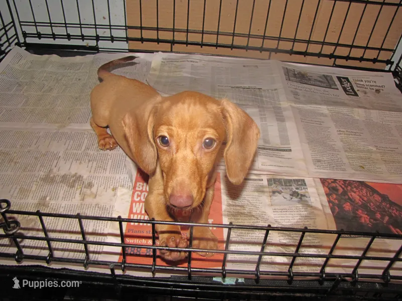 HONEY RED FEMALE – Miniature Dachshund puppy for sale in Springfield, TN