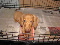 HONEY RED FEMALE, a female Miniature Dachshund for sale in Springfield, TN – 1 of 8