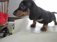 B & T MALE, a male Miniature Dachshund for sale in Springfield, TN – Photo 3 of 10