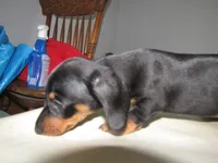 B & T MALE, a male Miniature Dachshund for sale in Springfield, TN – Photo 9 of 10