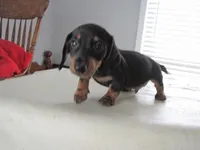 B & T MALE, a male Miniature Dachshund for sale in Springfield, TN – Photo 8 of 10