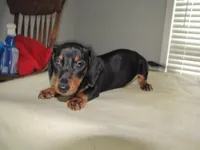 B & T MALE, a male Miniature Dachshund for sale in Springfield, TN – Photo 6 of 10