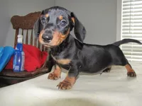 B & T MALE, a male Miniature Dachshund for sale in Springfield, TN – Photo 7 of 10