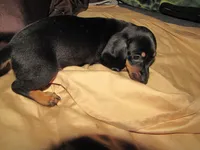 B & T MALE, a male Miniature Dachshund for sale in Springfield, TN – Photo 10 of 10