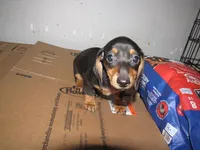 B & T MALE, a male Miniature Dachshund for sale in Springfield, TN – Photo 5 of 10