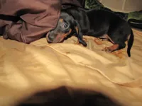 B & T MALE, a male Miniature Dachshund for sale in Springfield, TN – Photo 2 of 10