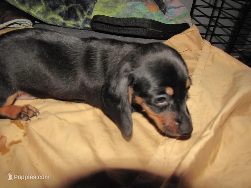 B & T MALE – Miniature Dachshund puppy for sale in Springfield, TN