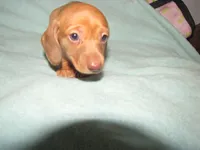 HONEY RED FEMALE, a female Miniature Dachshund for sale in Springfield, TN – 7 of 9