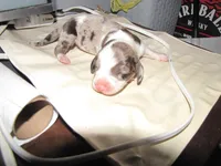 Colorful Girl Dachshund, a female Miniature Dachshund for sale in Springfield, TN – Photo 4 of 6