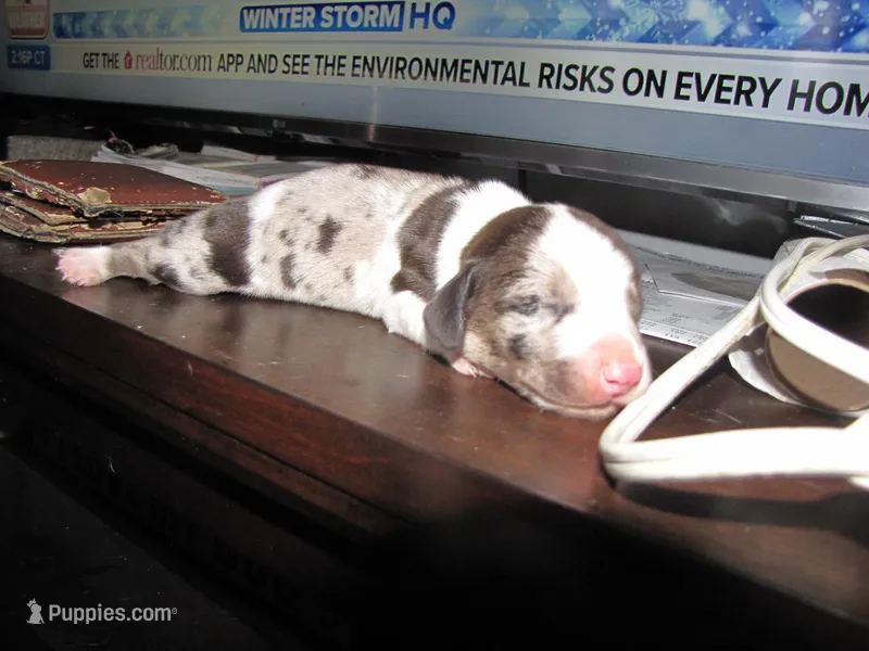 Colorful Girl Dachshund