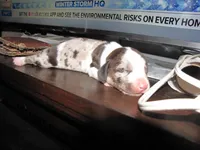 Colorful Girl Dachshund, a female Miniature Dachshund for sale in Springfield, TN – Photo 1 of 6