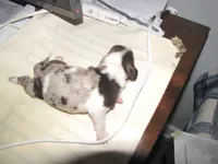 Colorful Girl Dachshund, a female Miniature Dachshund for sale in Springfield, TN – Photo 6 of 6