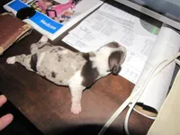 Colorful Girl Dachshund, a female Miniature Dachshund for sale in Springfield, TN – Photo 2 of 6