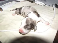 Colorful Girl Dachshund, a female Miniature Dachshund for sale in Springfield, TN – Photo 5 of 6