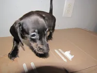 SABLE FEMALE, a female Miniature Dachshund for sale in Springfield, TN – 4 of 6