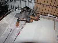 BLACK/SILVER DAPPLE GIRL, a female Miniature Dachshund for sale in Springfield, TN – 6 of 9