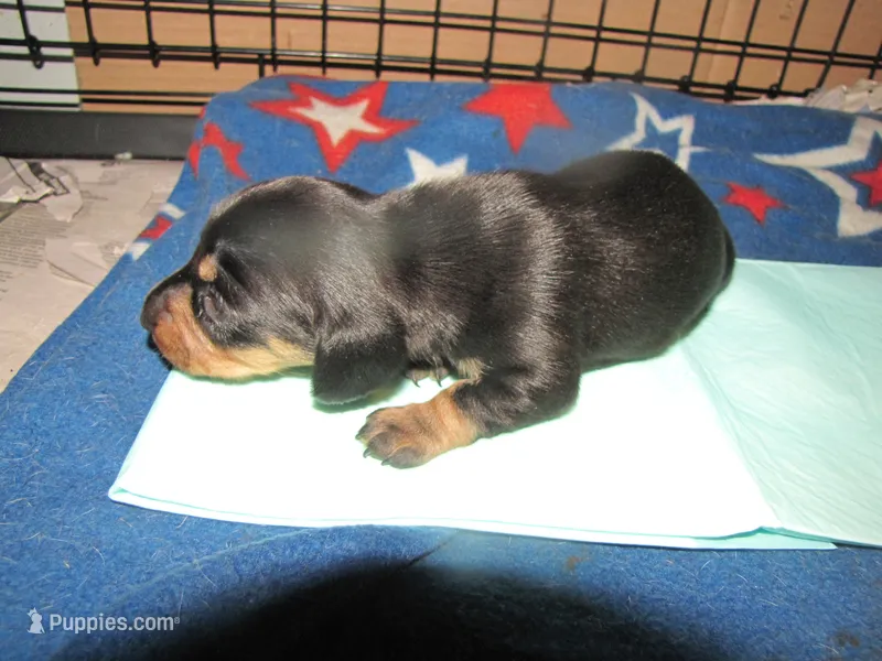 B & T FEMALE  LONG HAIR – Miniature Dachshund puppy for sale in Springfield, TN