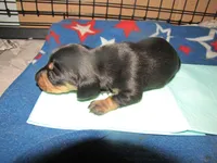 B & T FEMALE  LONG HAIR, a female Miniature Dachshund for sale in Springfield, TN – 1 of 5