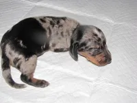 BLACK/SILVER GIRL  DAPPLE, a female Miniature Dachshund for sale in Springfield, TN – 6 of 7