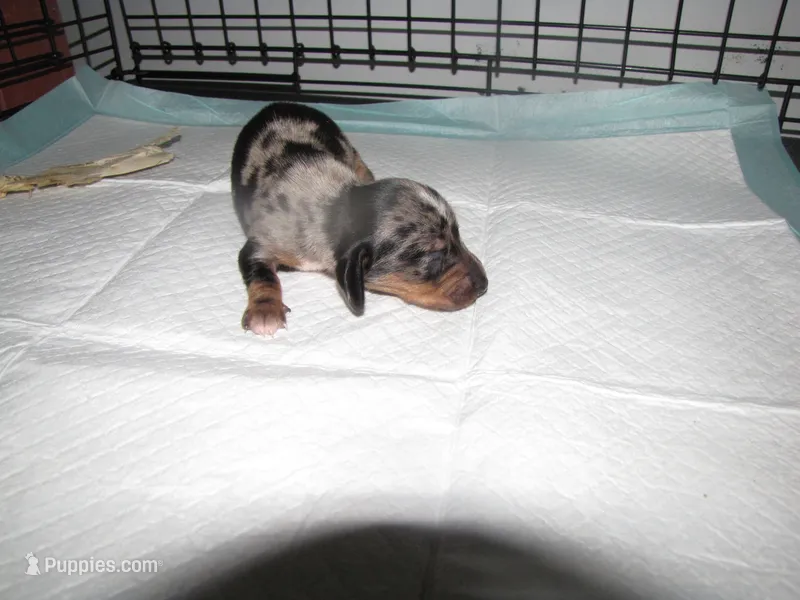 BLACK/SILVER GIRL  DAPPLE – Miniature Dachshund puppy for sale in Springfield, TN
