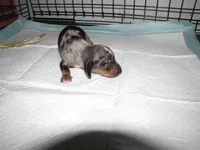 BLACK/SILVER GIRL  DAPPLE, a female Miniature Dachshund for sale in Springfield, TN – 1 of 7