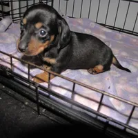 BLACK & TANS GIRL, a female Miniature Dachshund for sale in Springfield, TN – Photo 6 of 7