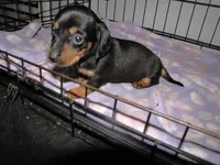 BLACK & TANS GIRLS, a female Miniature Dachshund for sale in Springfield, TN – Photo 6 of 7