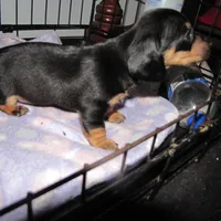 BLACK & TANS GIRL, a female Miniature Dachshund for sale in Springfield, TN – Photo 5 of 7