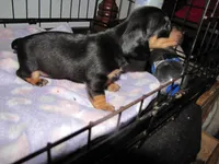 BLACK & TANS GIRLS, a female Miniature Dachshund for sale in Springfield, TN – Photo 5 of 7