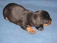 B & T FEMALE, a female Miniature Dachshund for sale in Springfield, TN – Photo 6 of 9