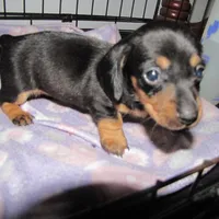 BLACK & TANS GIRL, a female Miniature Dachshund for sale in Springfield, TN – Photo 1 of 7