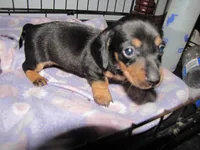 BLACK & TANS GIRLS, a female Miniature Dachshund for sale in Springfield, TN – Photo 1 of 7
