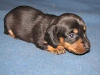 B & T FEMALE, a female Miniature Dachshund for sale in Springfield, TN – Photo 2 of 9