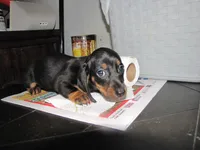 B & T  Male, a male Miniature Dachshund for sale in Springfield, TN – Photo 3 of 8