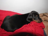 B & T  Male, a male Miniature Dachshund for sale in Springfield, TN – Photo 7 of 8