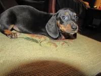 B & T  Male, a male Miniature Dachshund for sale in Springfield, TN – Photo 4 of 8