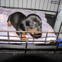BLACK & TANS GIRL, a female Miniature Dachshund for sale in Springfield, TN – Photo 2 of 7