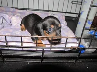 BLACK & TANS GIRLS, a female Miniature Dachshund for sale in Springfield, TN – Photo 2 of 7