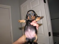 B & T FEMALE, a female Miniature Dachshund for sale in Springfield, TN – Photo 9 of 9