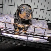 BLACK & TANS GIRL, a female Miniature Dachshund for sale in Springfield, TN – Photo 4 of 7