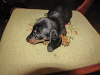 B & T  Male, a male Miniature Dachshund for sale in Springfield, TN – Photo 6 of 8
