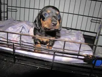 BLACK & TANS GIRLS, a female Miniature Dachshund for sale in Springfield, TN – Photo 7 of 7