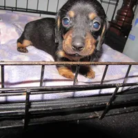 BLACK & TANS GIRL, a female Miniature Dachshund for sale in Springfield, TN – Photo 3 of 7